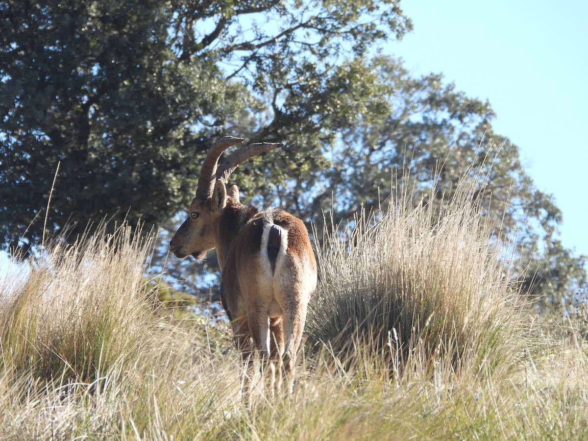 動物界 - ML646309539