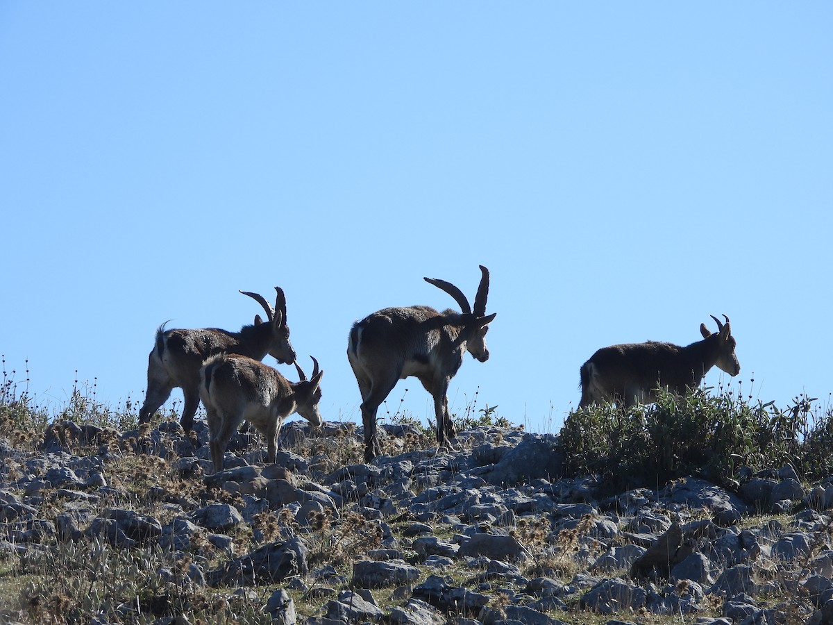 動物界 - ML646309540