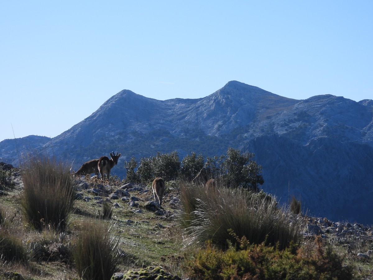 動物界 - ML646309541