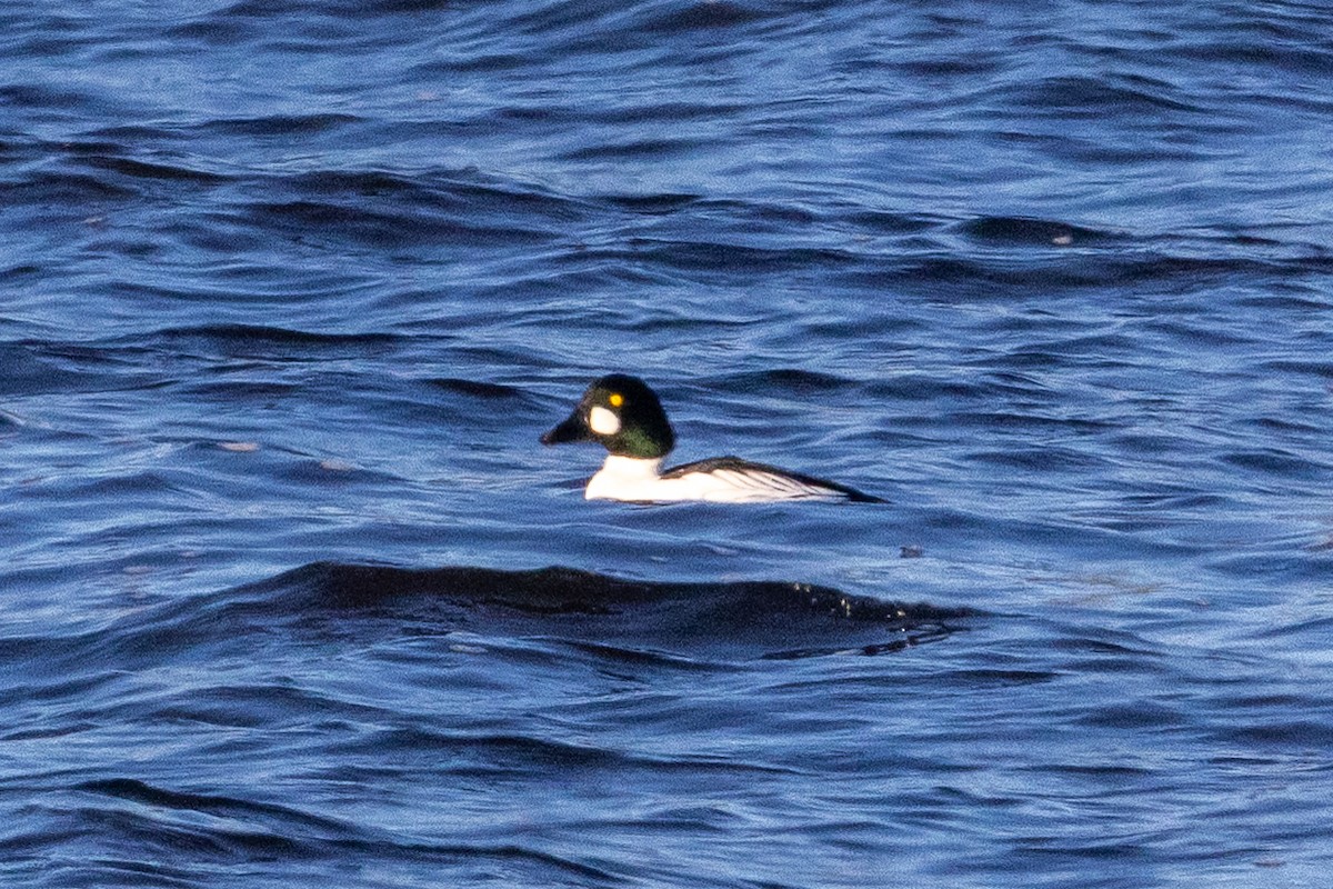 Quattrocchi - ML646309543