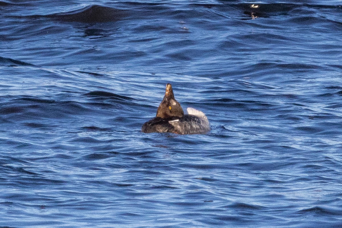 Quattrocchi - ML646309544