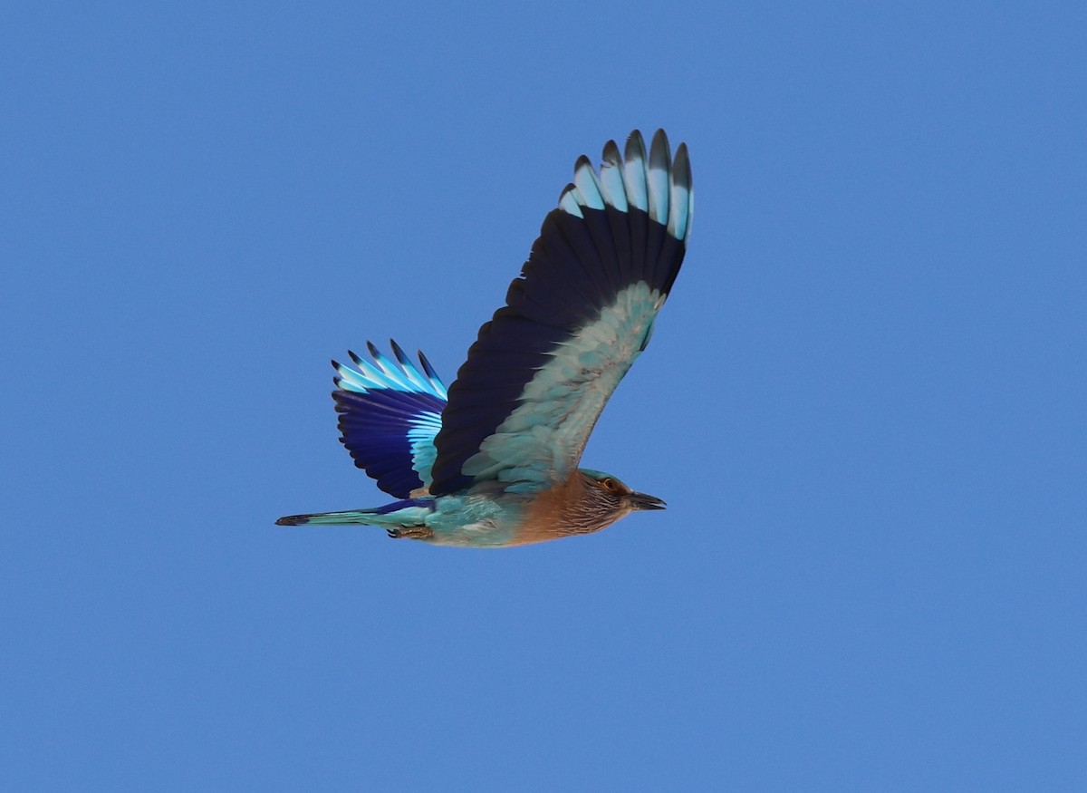 Indian Roller - ML646309545