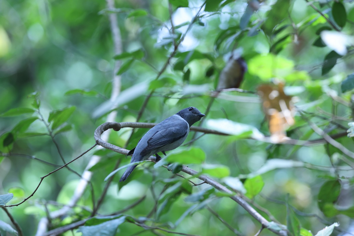 Madagascar Cuckooshrike - ML646309552