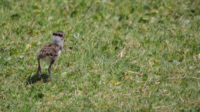 Southern Lapwing - ML646309556