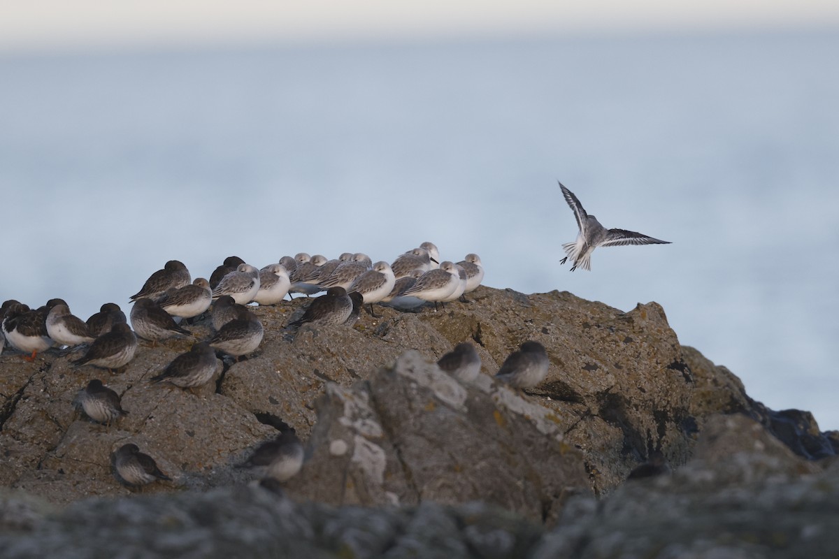 Sanderling - ML646309557