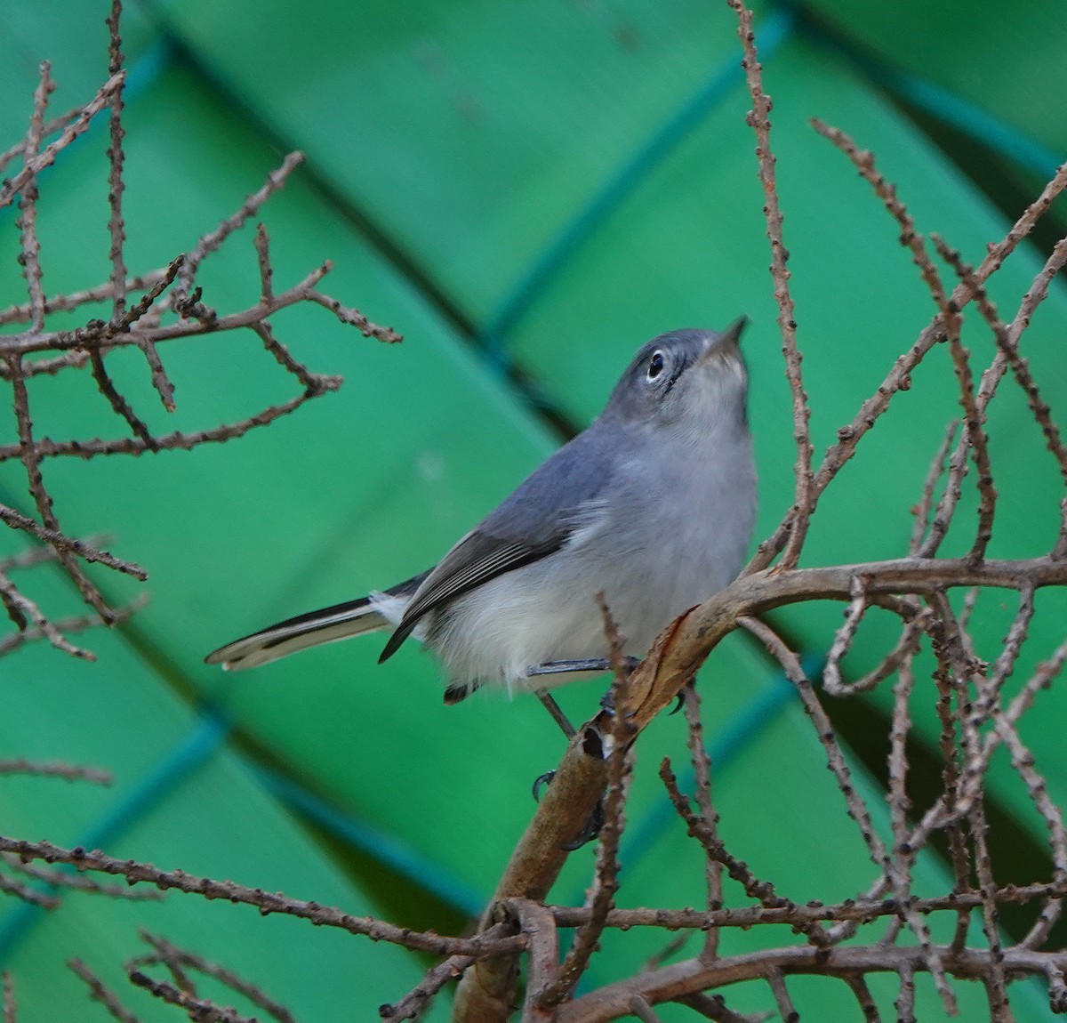 Blue-gray Gnatcatcher (Cozumel) - ML646309560