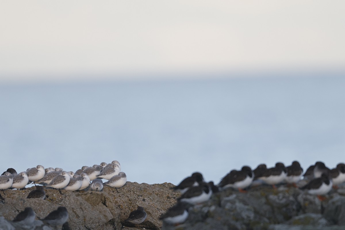 Sanderling - ML646309561