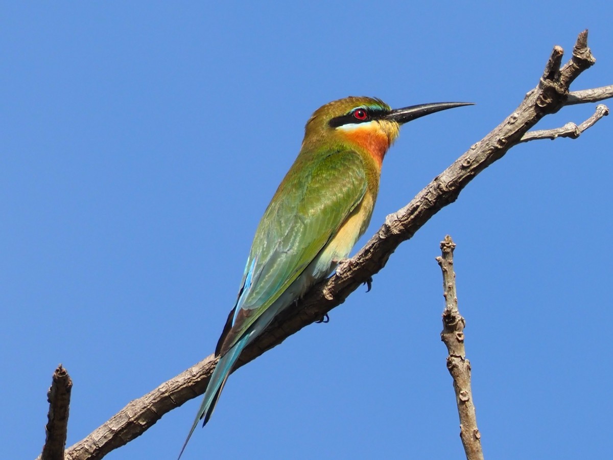 vlha modroocasá - ML646309572