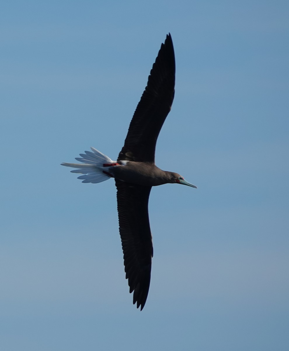 Сула червононога - ML646309573