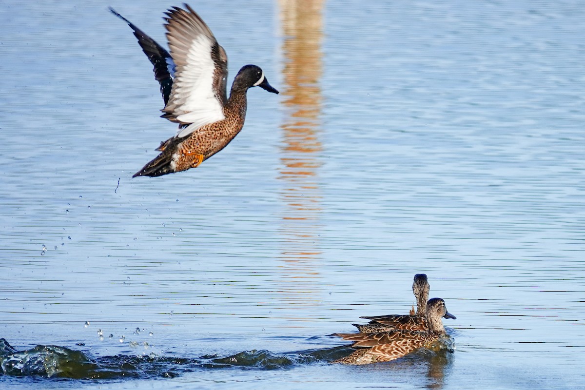 Zertzeta hegalurdina - ML646309576