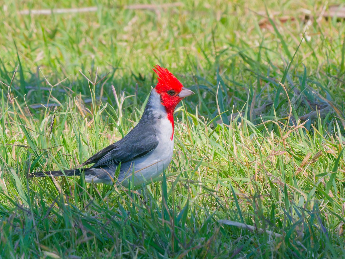 紅冠唐納雀 - ML646309577