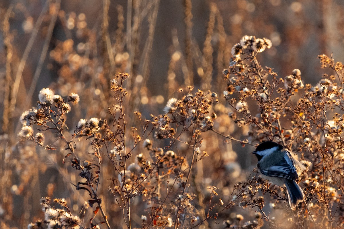 Black-capped Chickadee - ML646309578