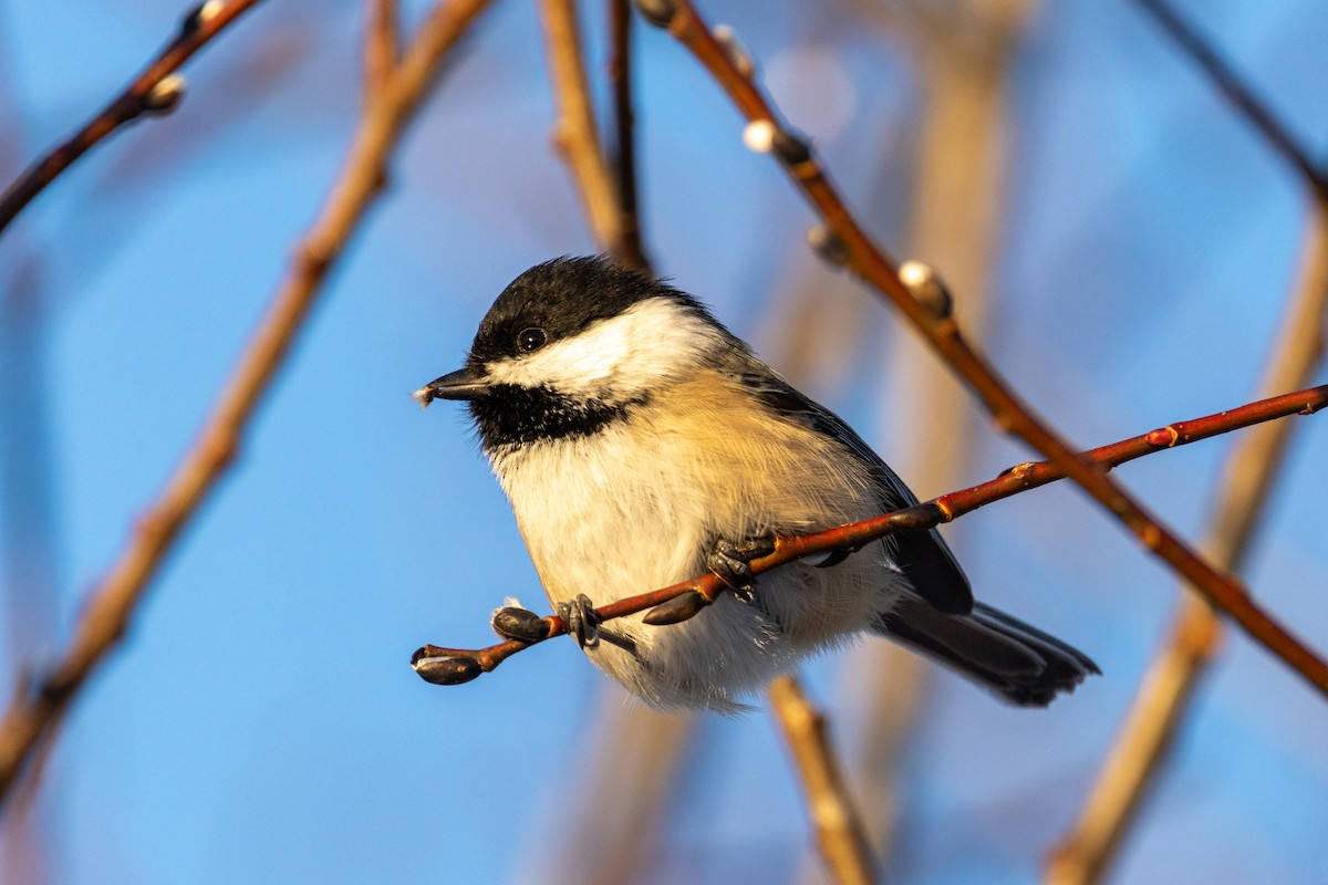 Black-capped Chickadee - ML646309579