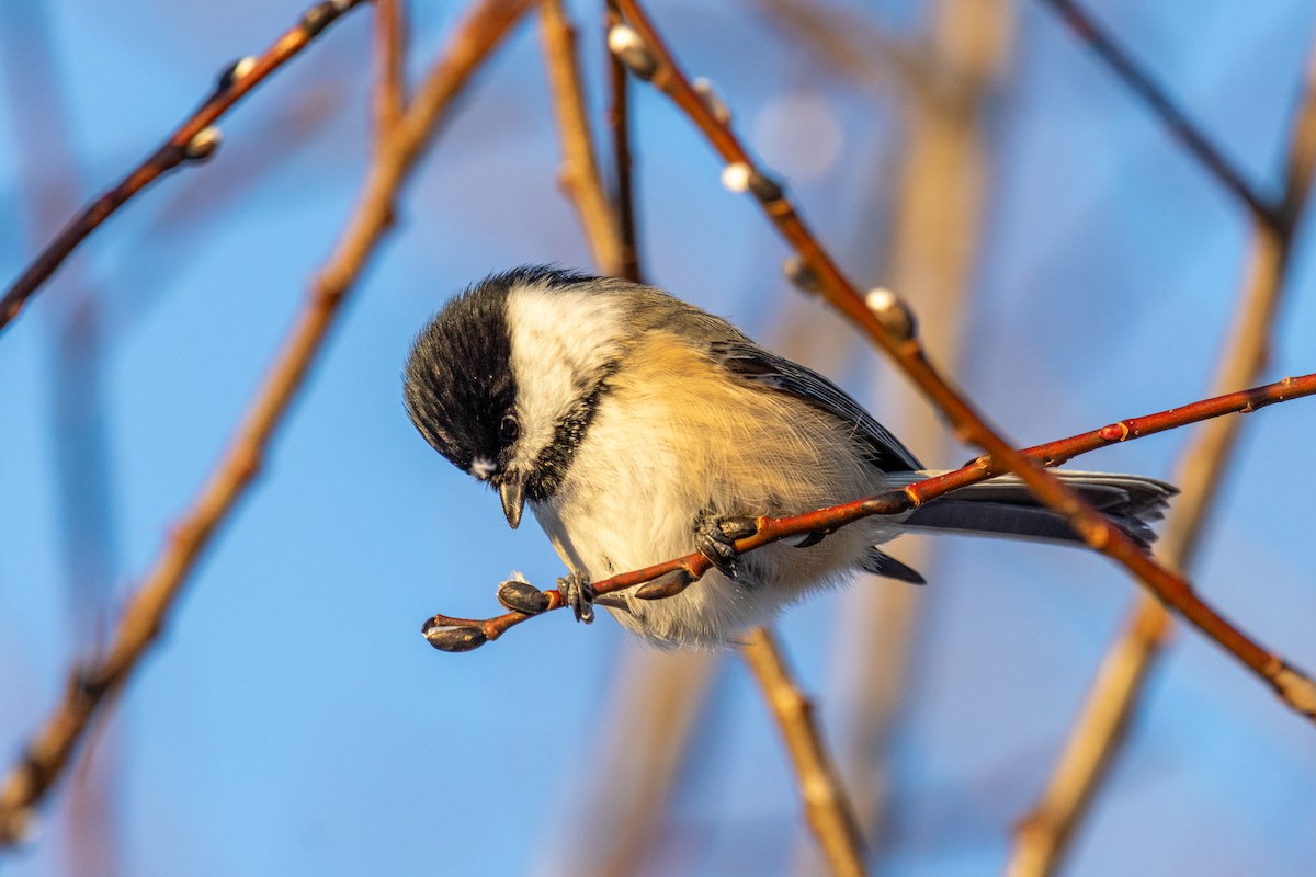 Black-capped Chickadee - ML646309580
