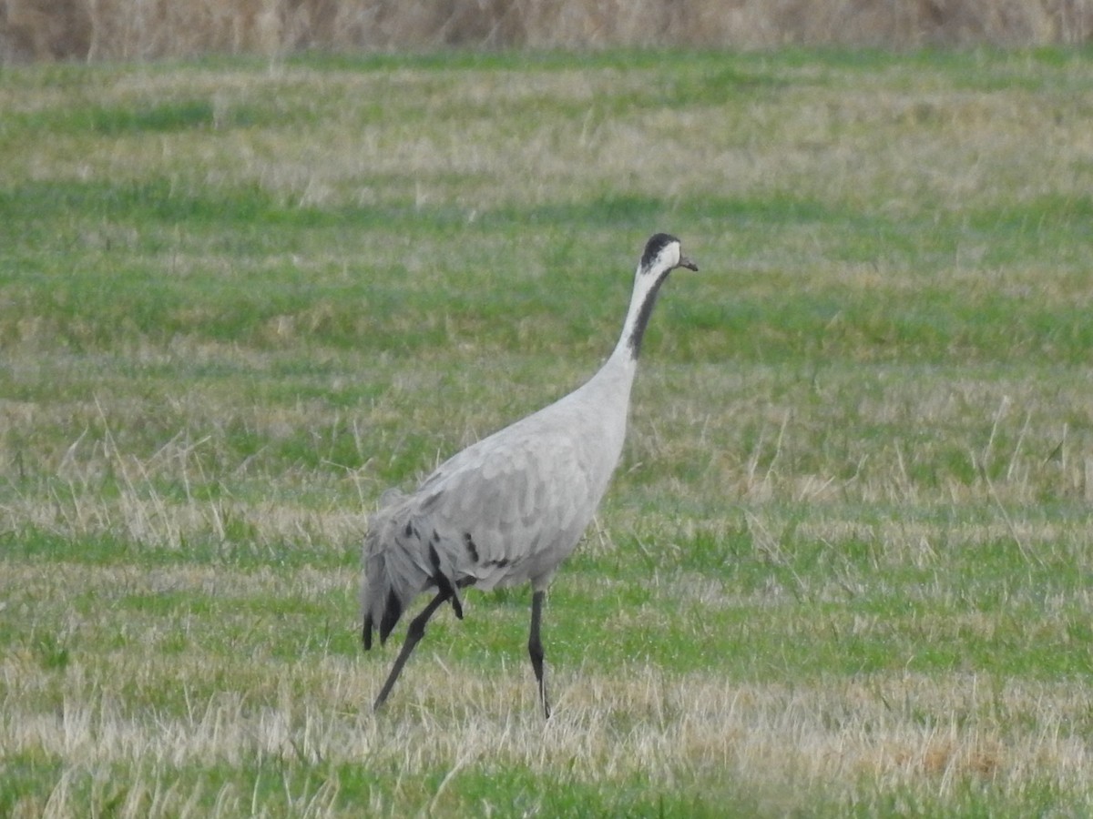 Common Crane - ML646309582