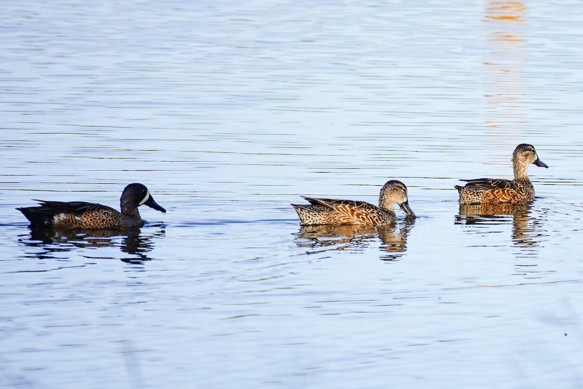 Zertzeta hegalurdina - ML646309583