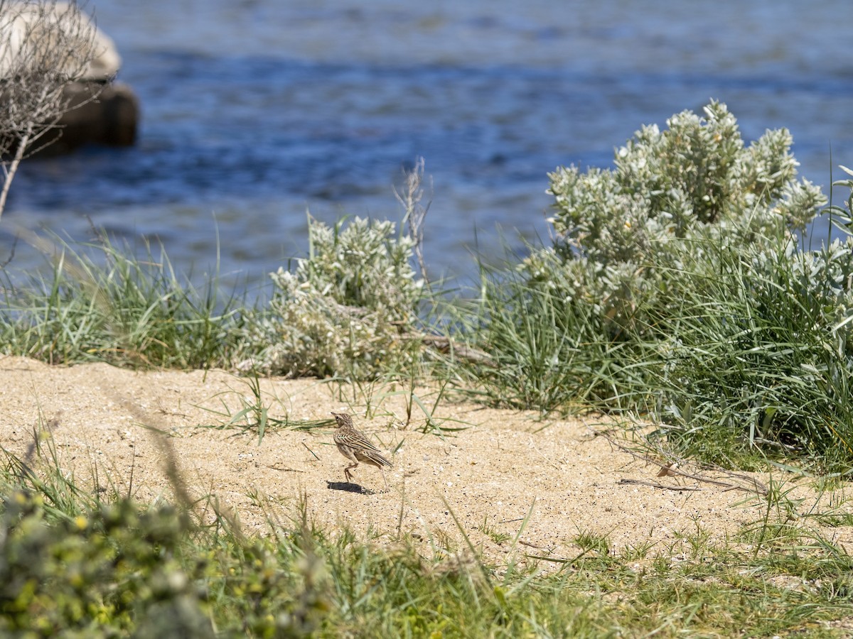 Allodola - ML646309585