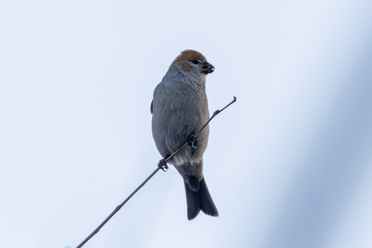 Ciuffolotto delle pinete - ML646309589