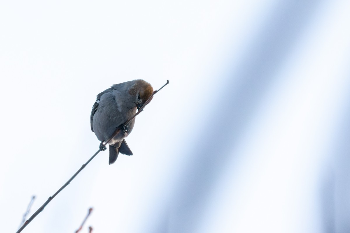 Ciuffolotto delle pinete - ML646309590