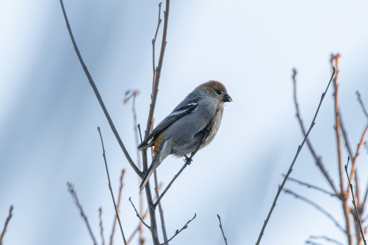 Ciuffolotto delle pinete - ML646309591