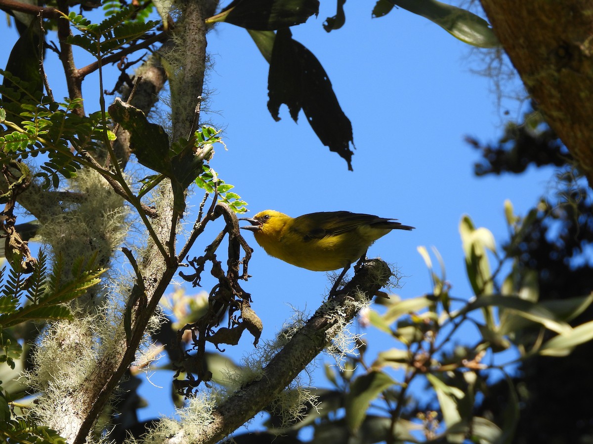 Akiapolaau - ML646309595