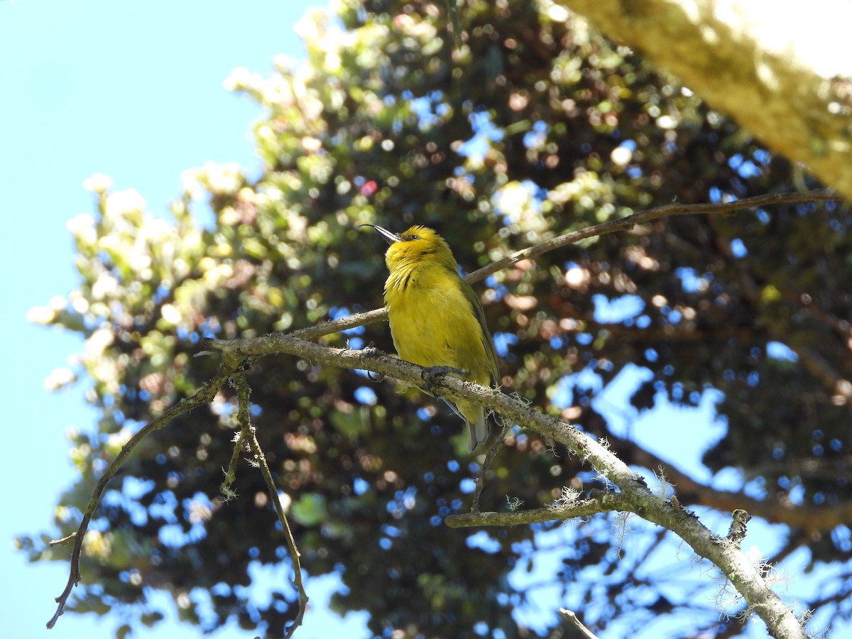 Akiapolaau - ML646309596