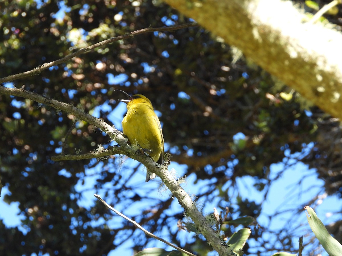 Akiapolaau - ML646309597