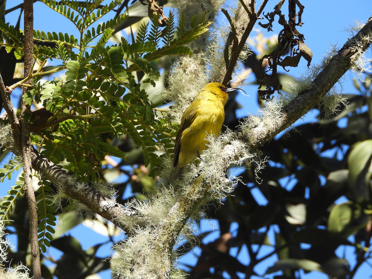 Akiapolaau - ML646309598