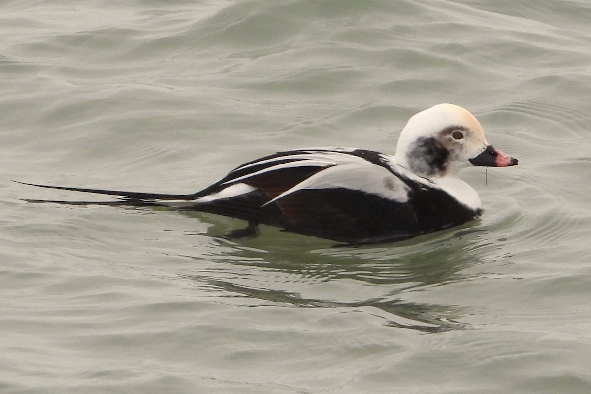 長尾鴨 - ML646309599