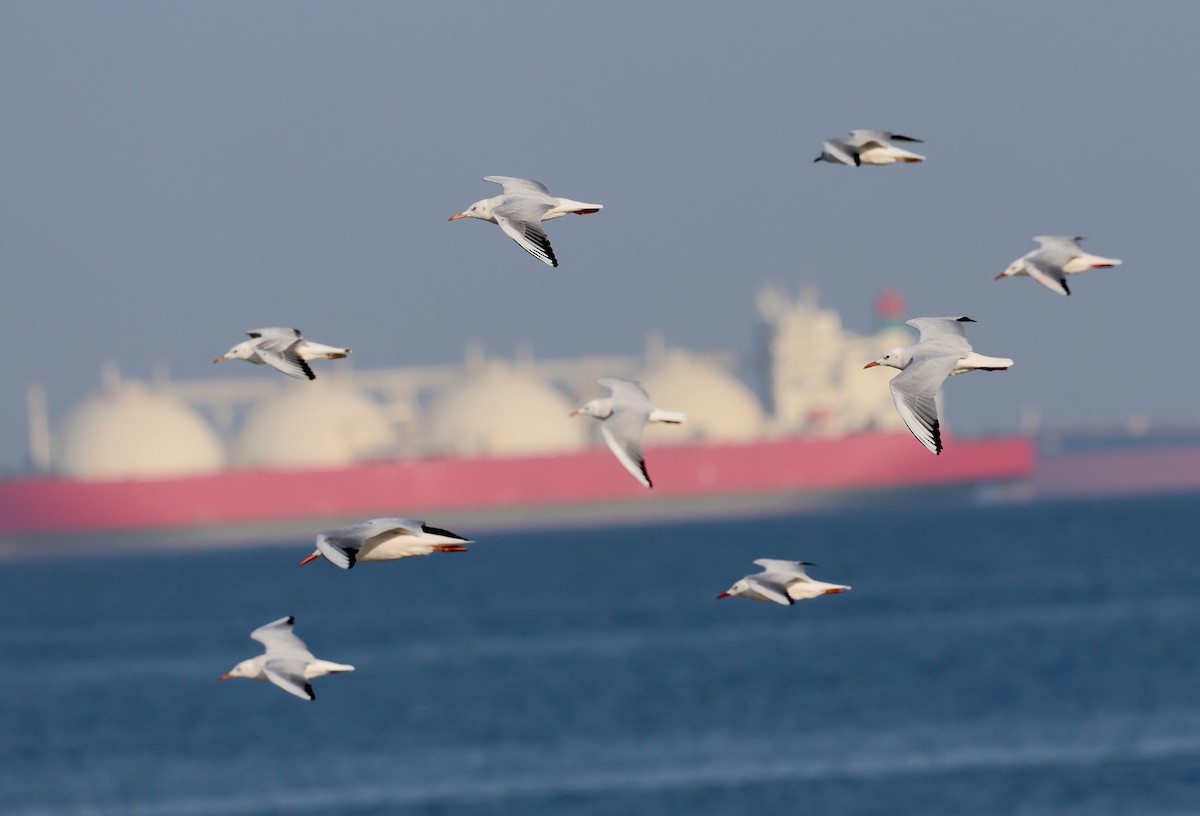 Slender-billed Gull - ML646309601