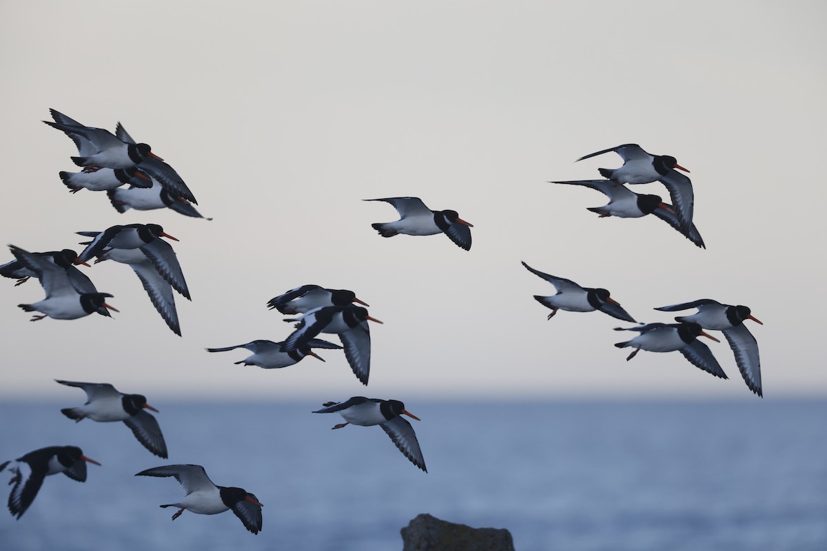 Eurasian Oystercatcher - ML646309607