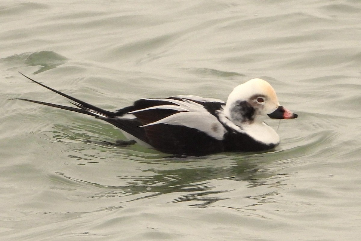 長尾鴨 - ML646309608