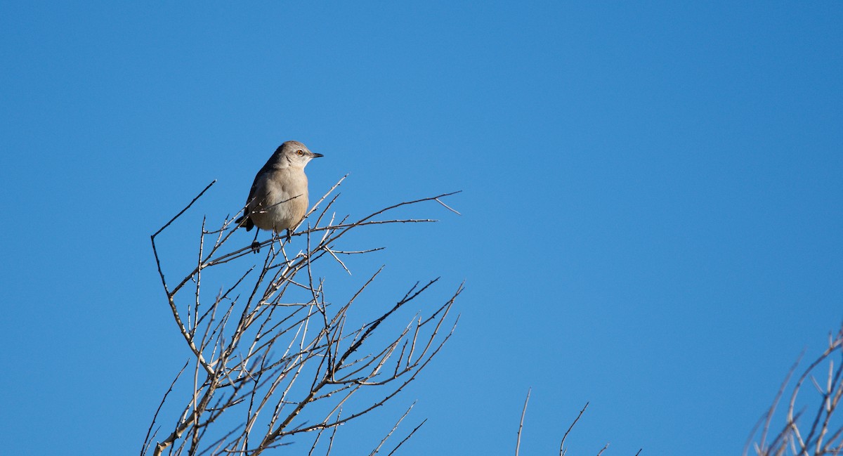 Northern Mockingbird - ML646309610