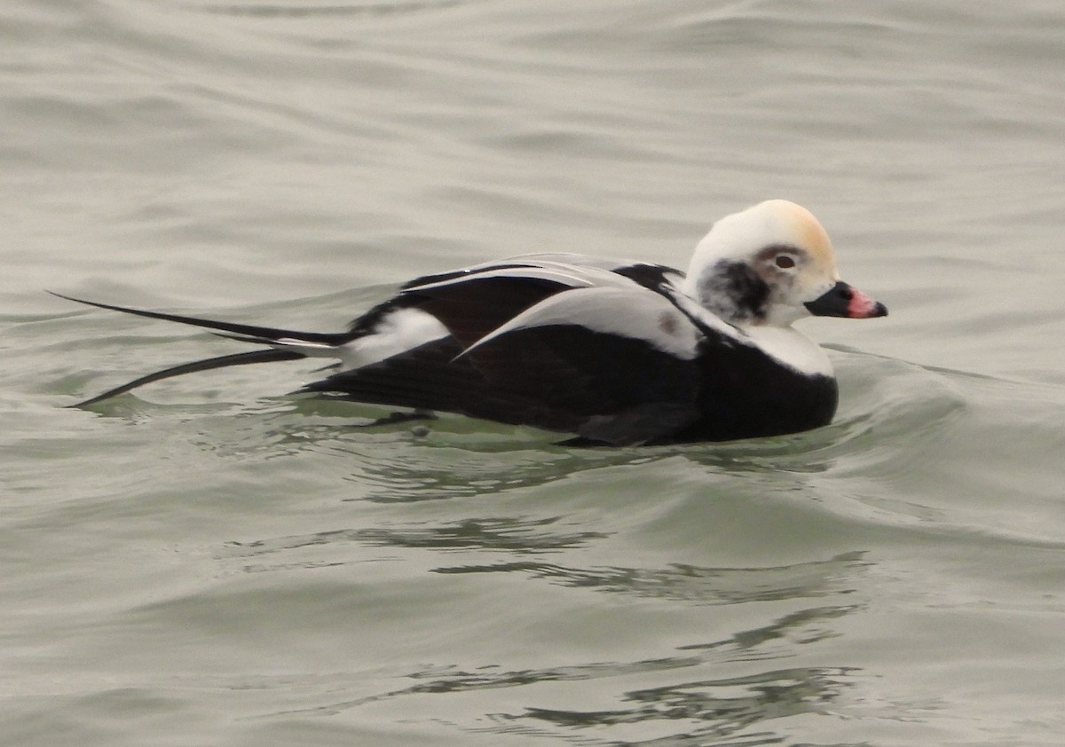 長尾鴨 - ML646309611