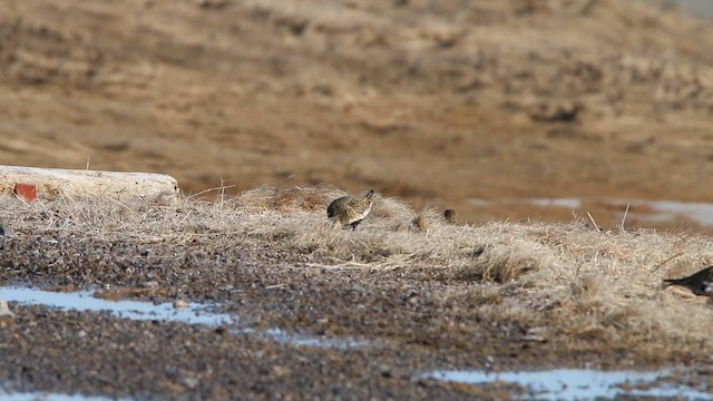 חופזי זהוב - ML646309616