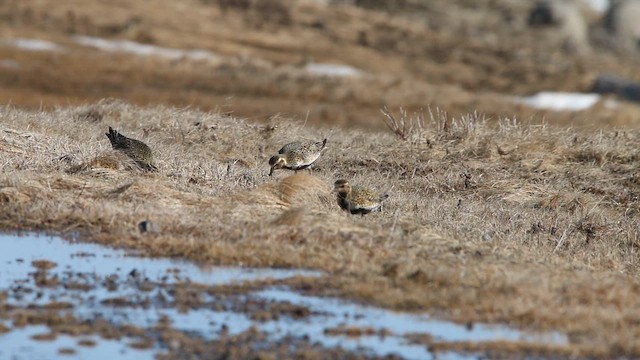 חופזי זהוב - ML646309617