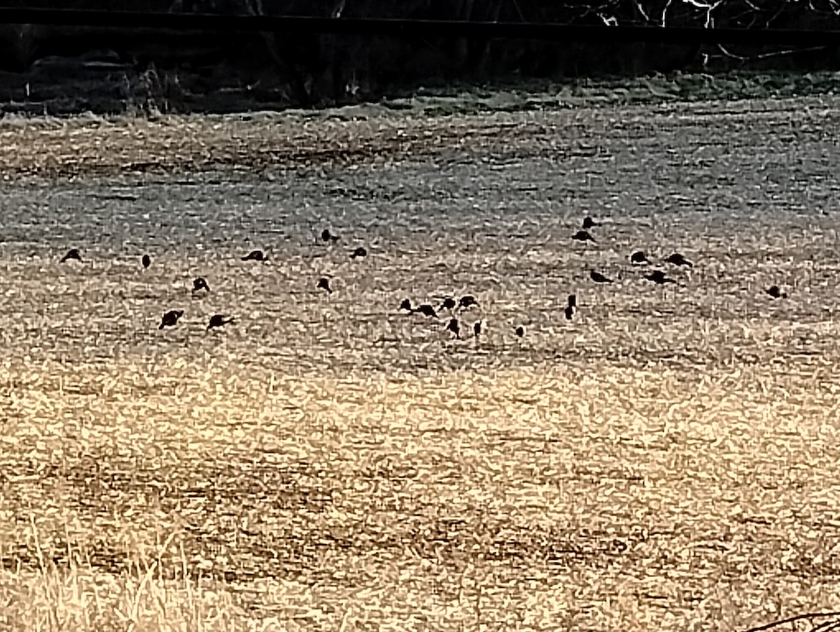 Wild Turkey - ML646309618