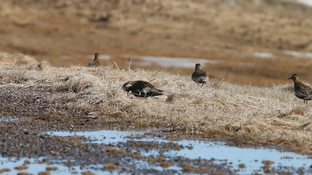 חופזי זהוב - ML646309619