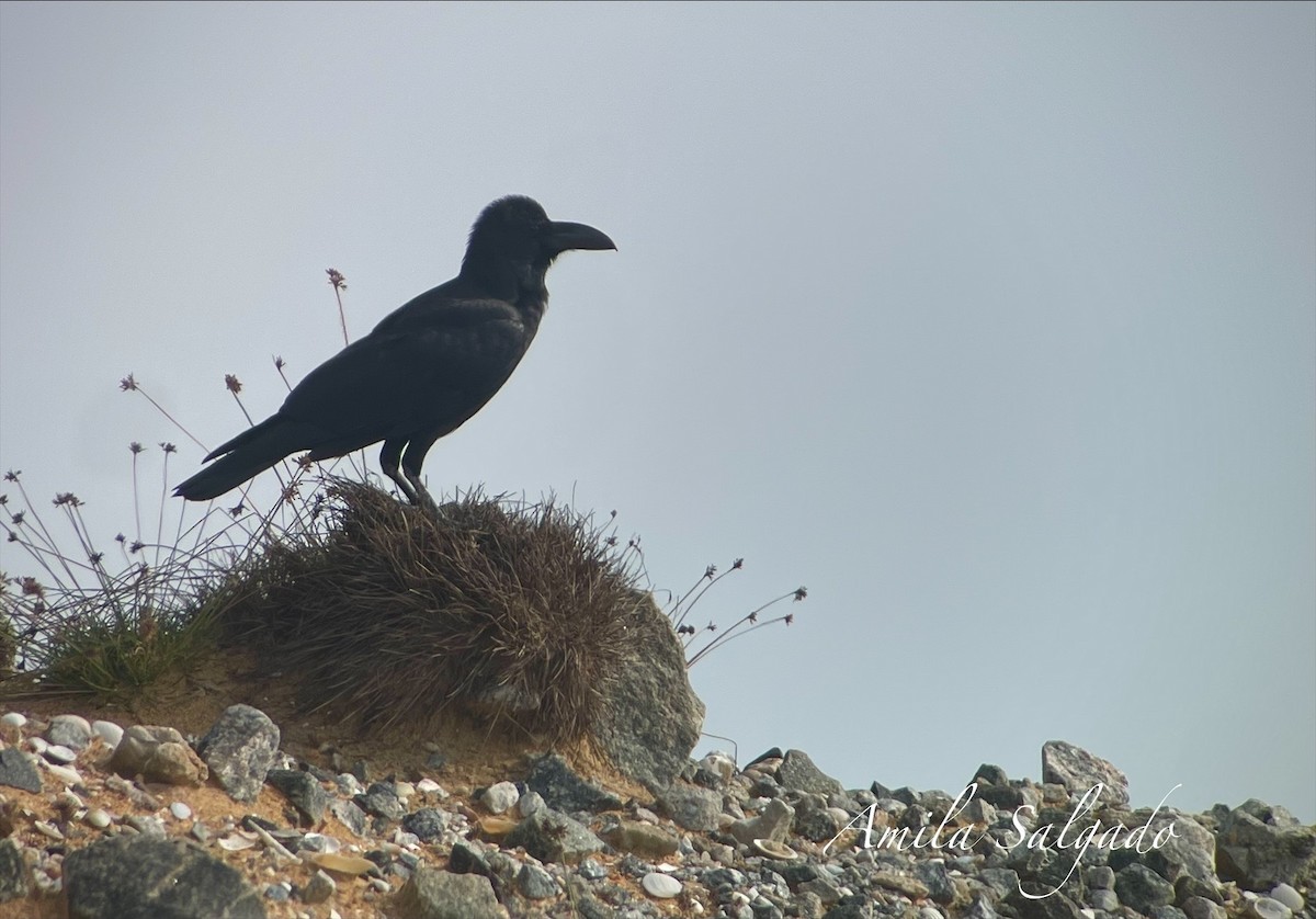 vrána tlustozobá - ML646309621