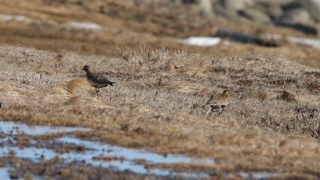 חופזי זהוב - ML646309622