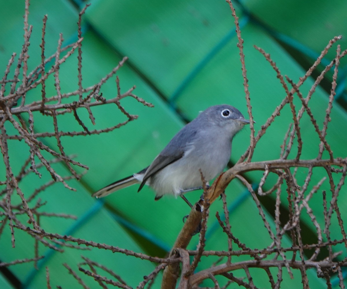 Blue-gray Gnatcatcher (Cozumel) - ML646309625