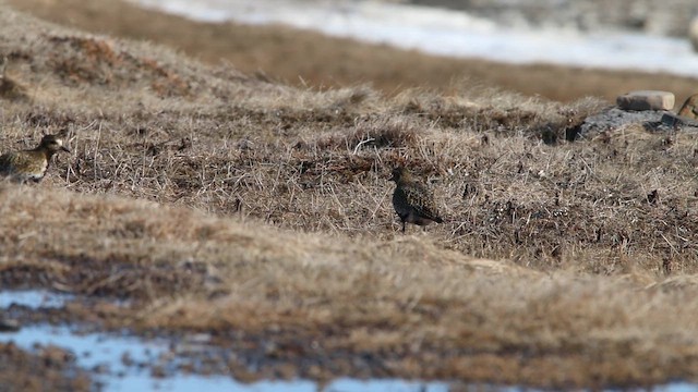 חופזי זהוב - ML646309626