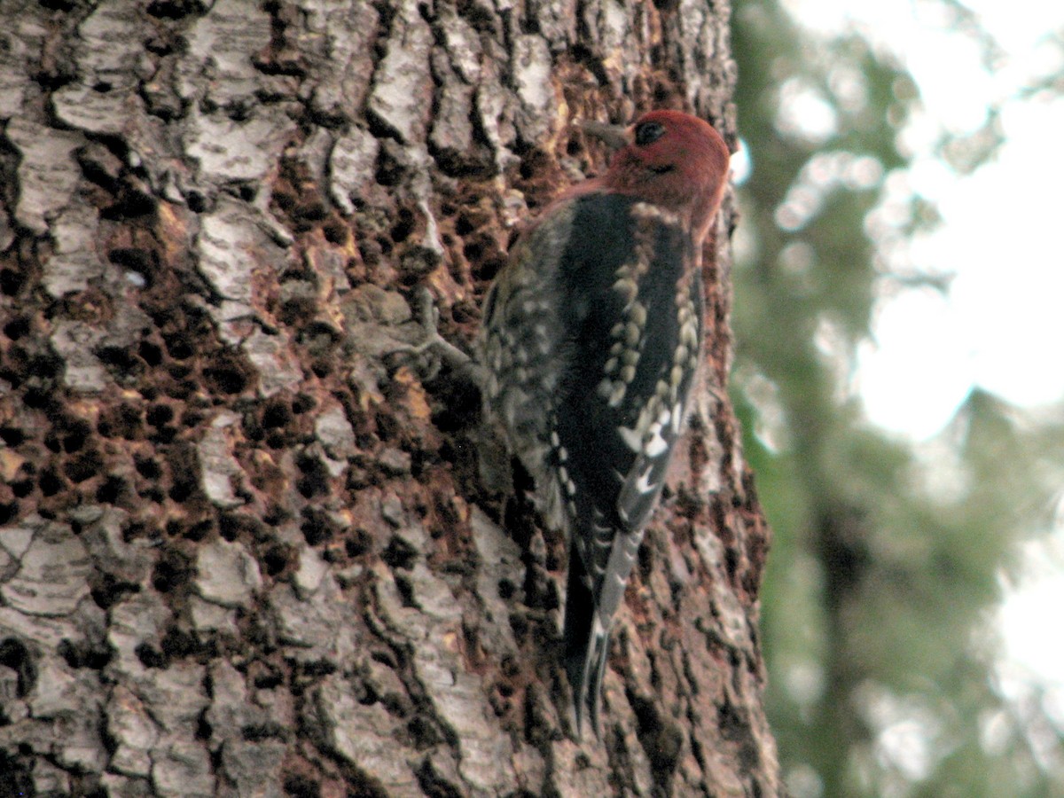Red-breasted Sapsucker - ML646309627