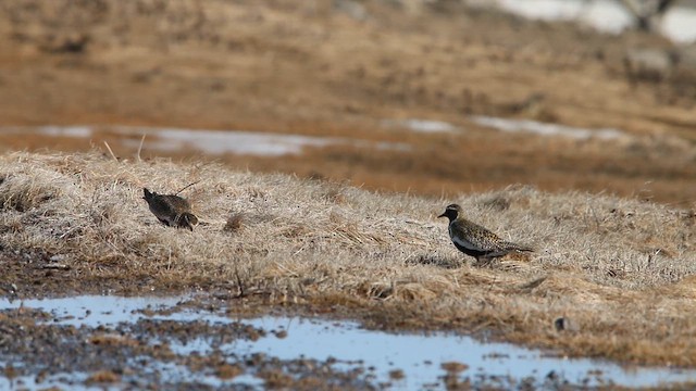 חופזי זהוב - ML646309628