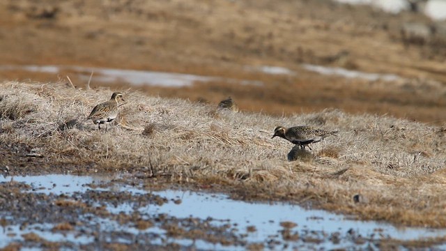 חופזי זהוב - ML646309629