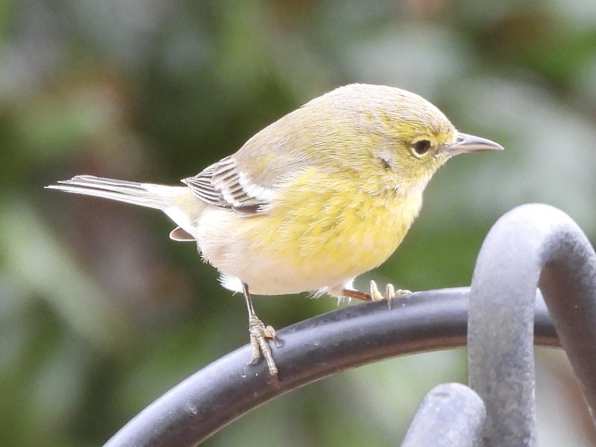 Pine Warbler - ML646309631