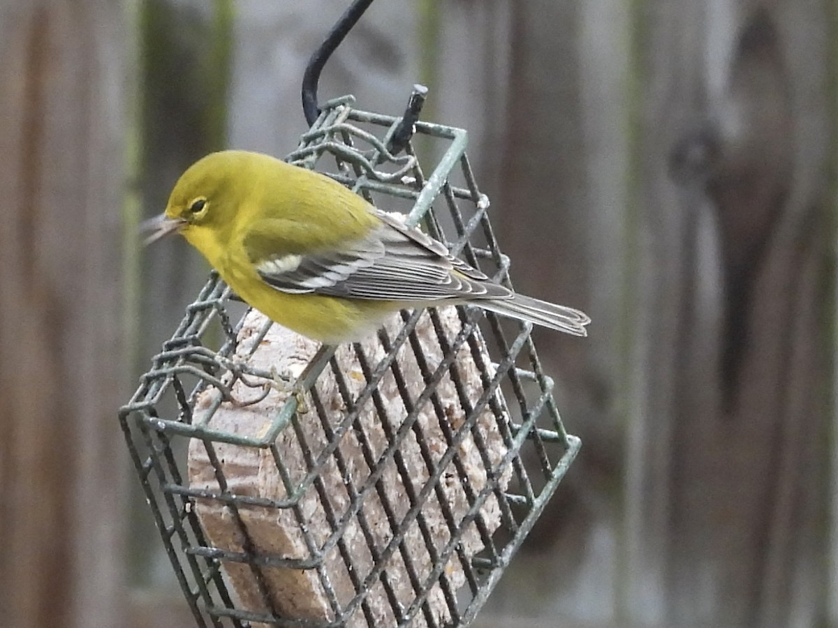 Pine Warbler - ML646309632