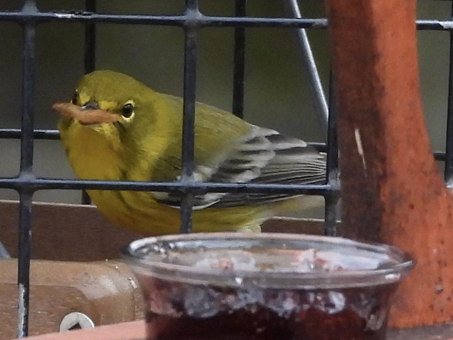 Pine Warbler - ML646309633