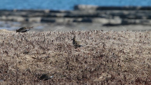 חופזי זהוב - ML646309634