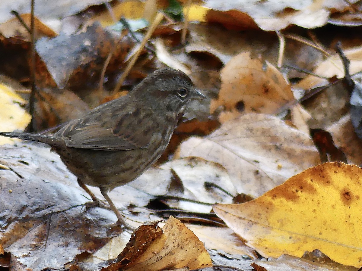 Song Sparrow - ML646309635